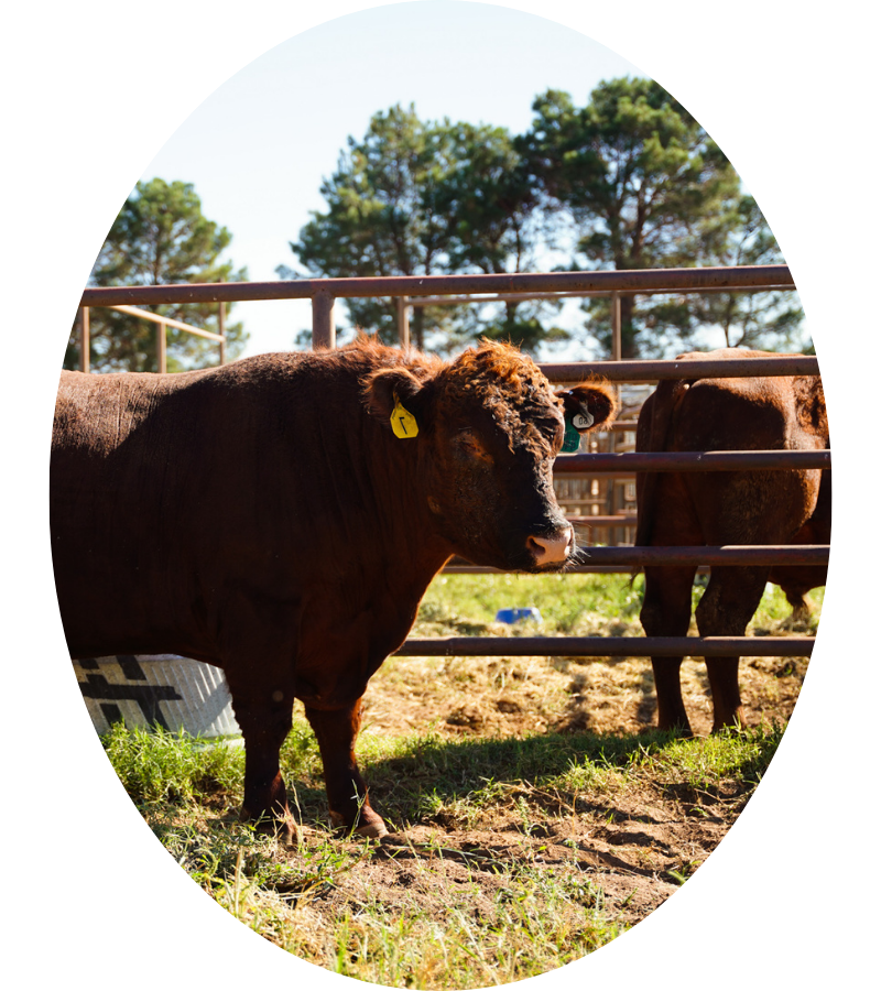 cows in pasture